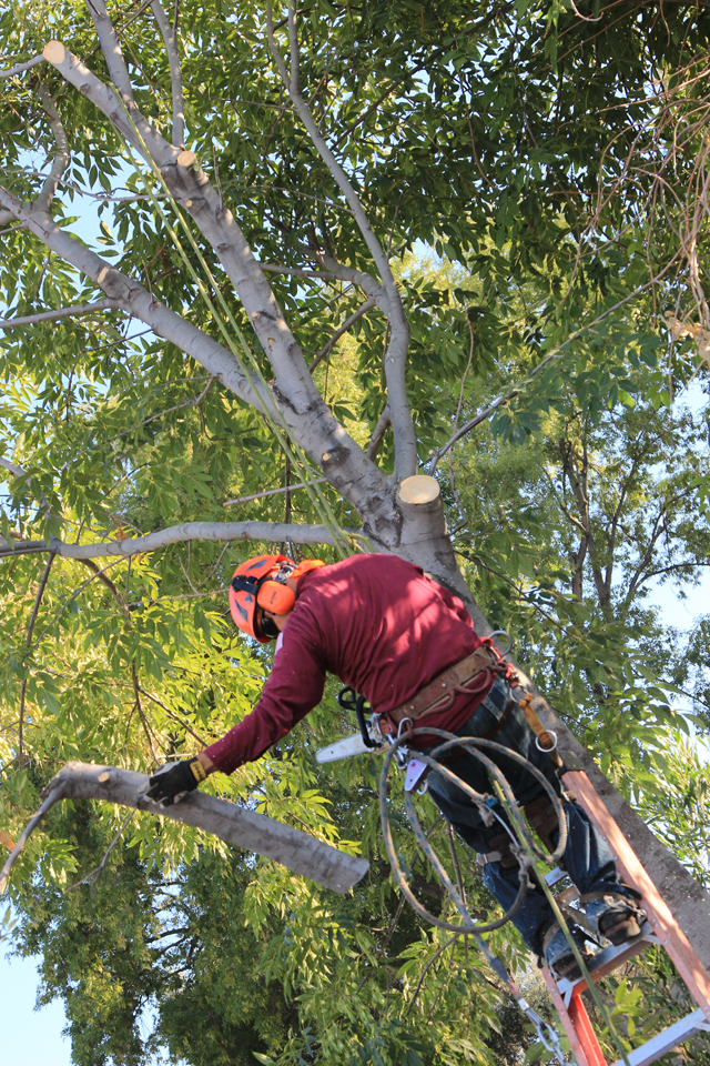 Tree Removal Needs