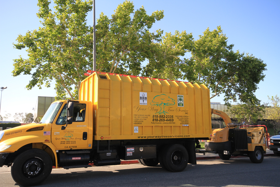 Tree trimming in Los Angeles County