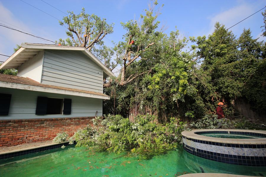 Tree Trimming Services