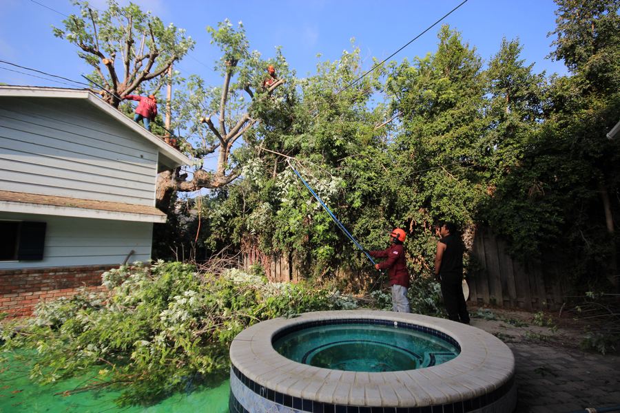 Tree Trimming