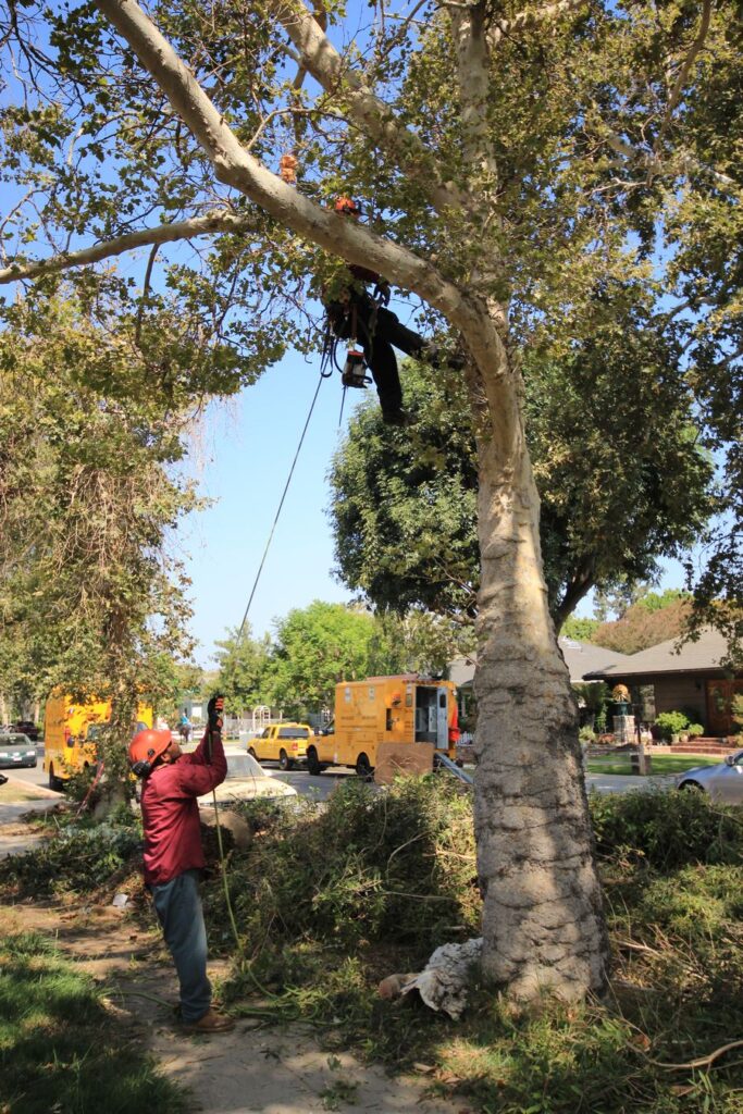 Tree Removal Service