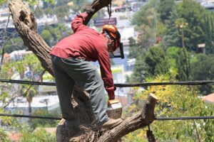 Tree Removal Santa Monica