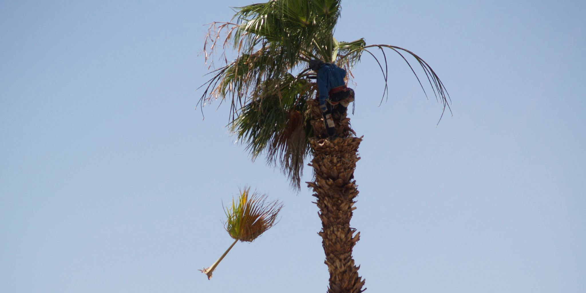 Tree Removal