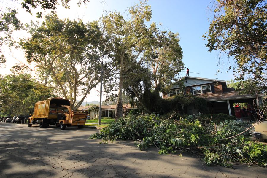 Tree Trimming