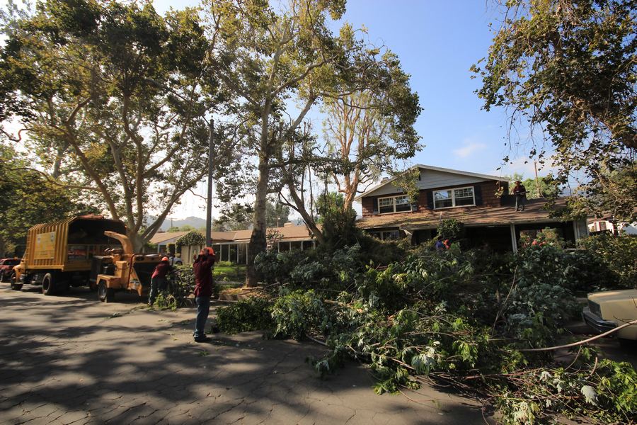 Tree Removal