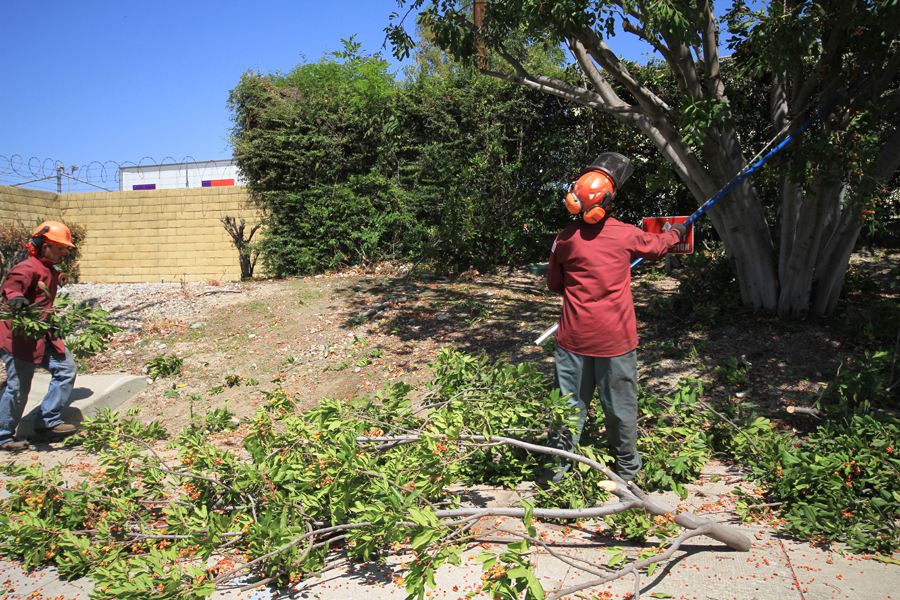 Weed Abatement in Los Angeles