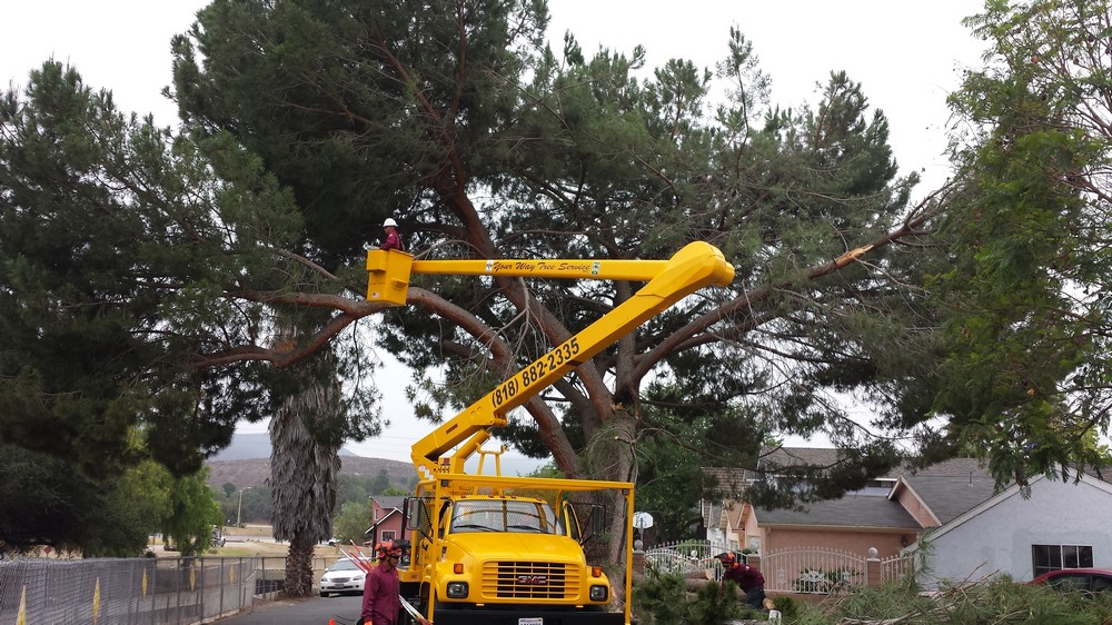 Licensed Tree Service