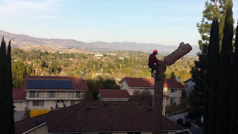 Professional Tree Pruning Company Services