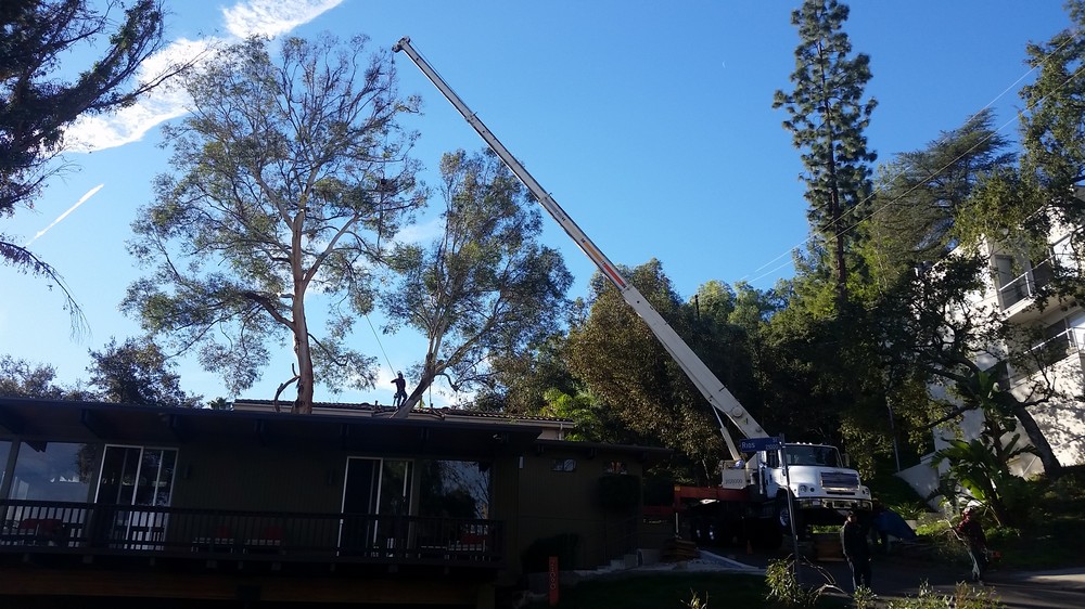 Professional Tree Pruning Company Services