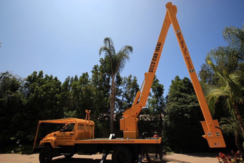 Tree Services Santa Monica