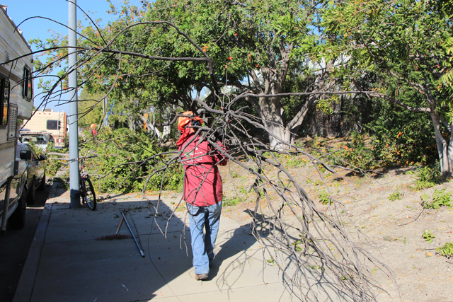 Tree Trimming in the San Fernando Valley