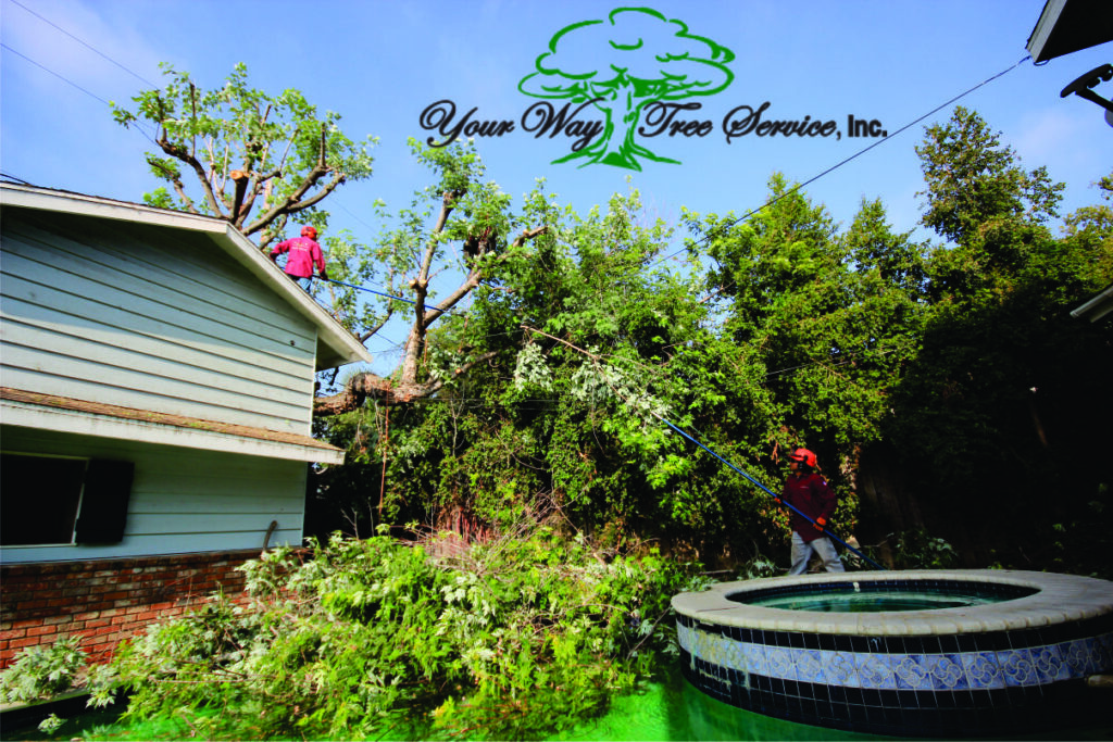 Affordable Tree Service