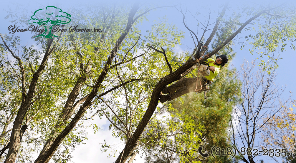 Benefits Tree Trimming San Gabriel Valley