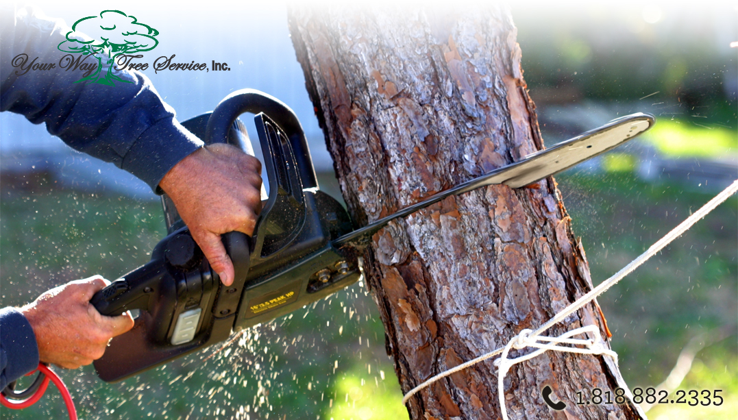 Tree Trimming in Woodland Hills