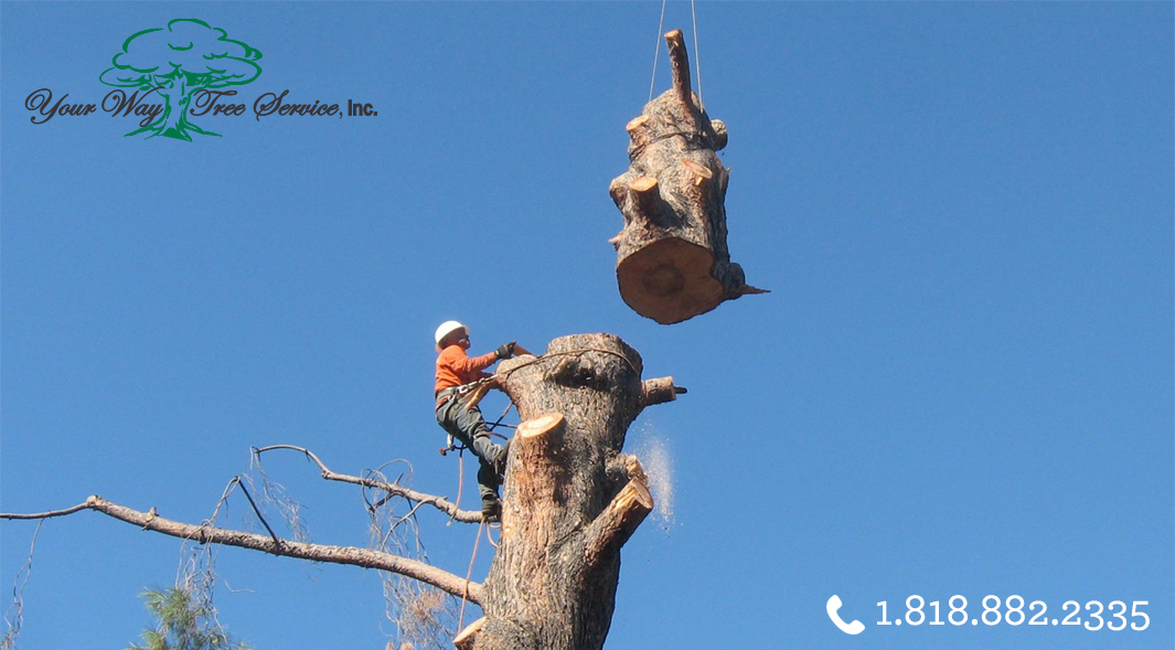 Tree Trimming in Newbury Park Requires Expertise