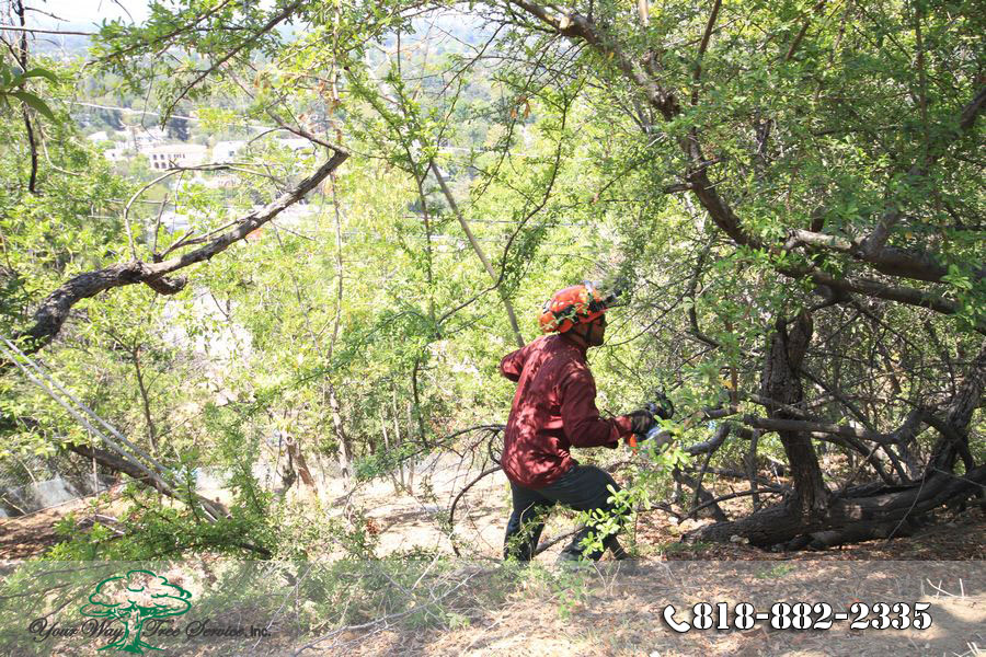 Tree Trimming in Hidden Hills