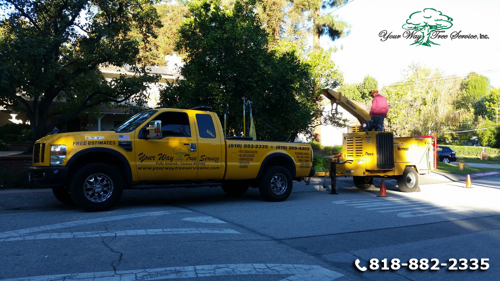 Use a Local Tree Service in Hidden Hills