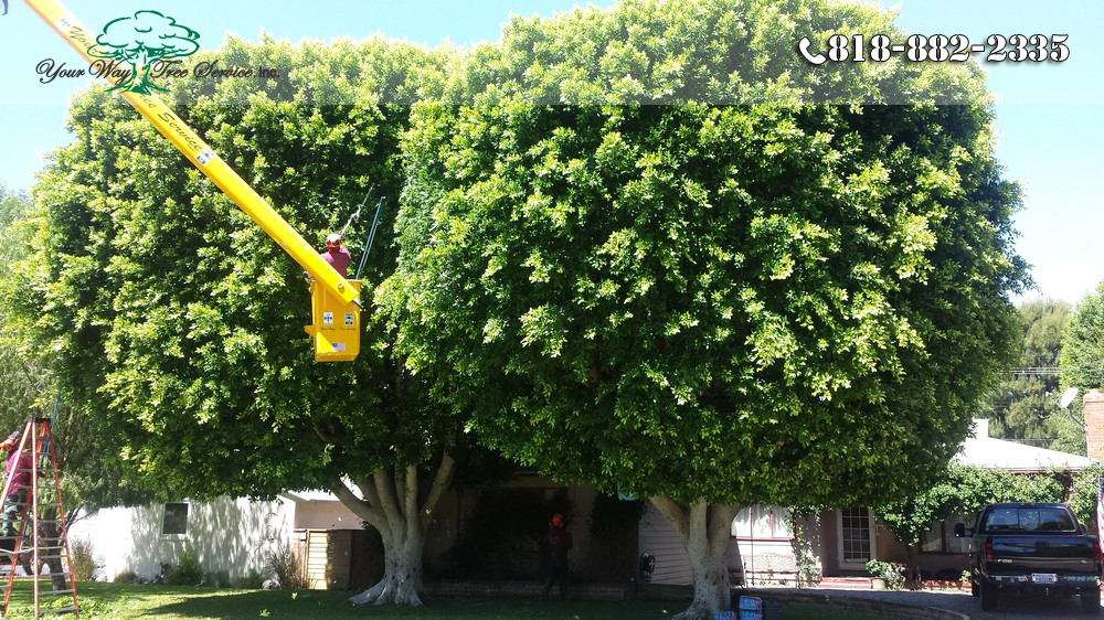 What is Important about Tree Trimming in West Hills