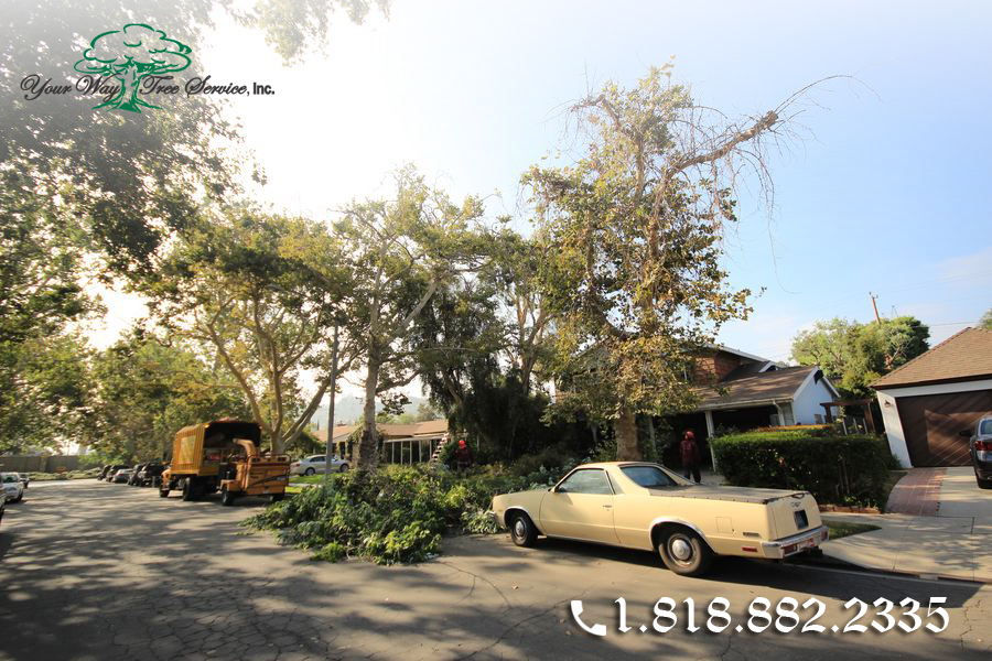 the benefits of a professional tree service in hidden hills