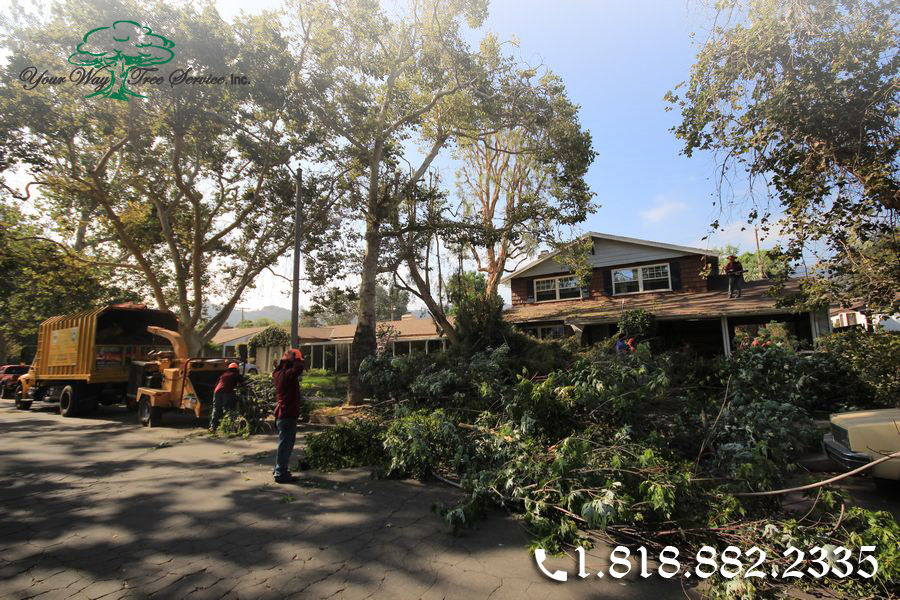 you can find affordable tree removal in newbury park