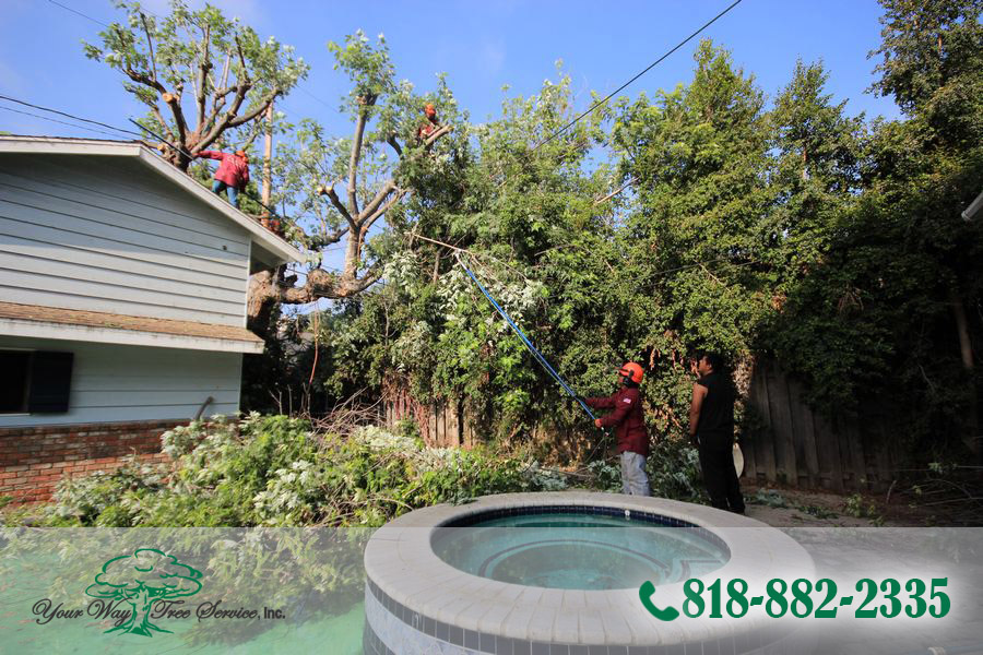 let professionals handle tree trimming in reseda