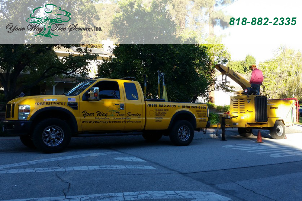 take care of your sick trees with our tree service in reseda