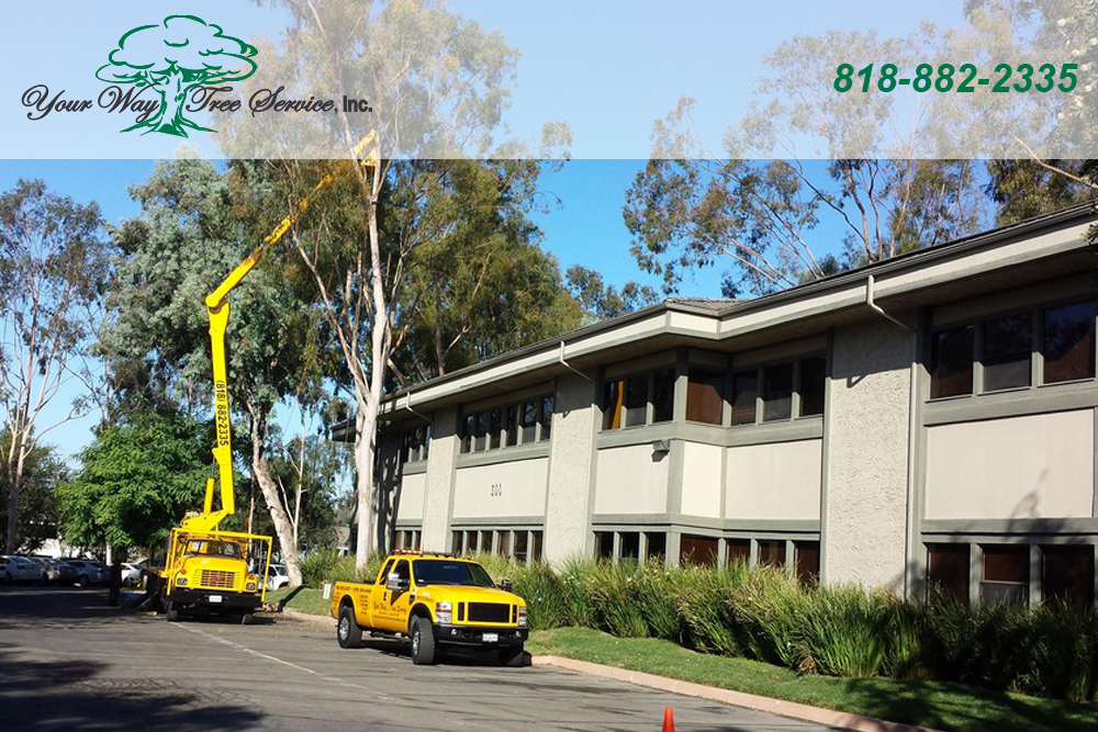 Take Care of Your Sick Trees with Our Tree Service in Reseda