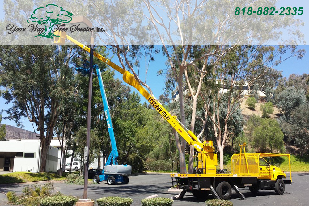 the benefits of professional tree removal in los angeles