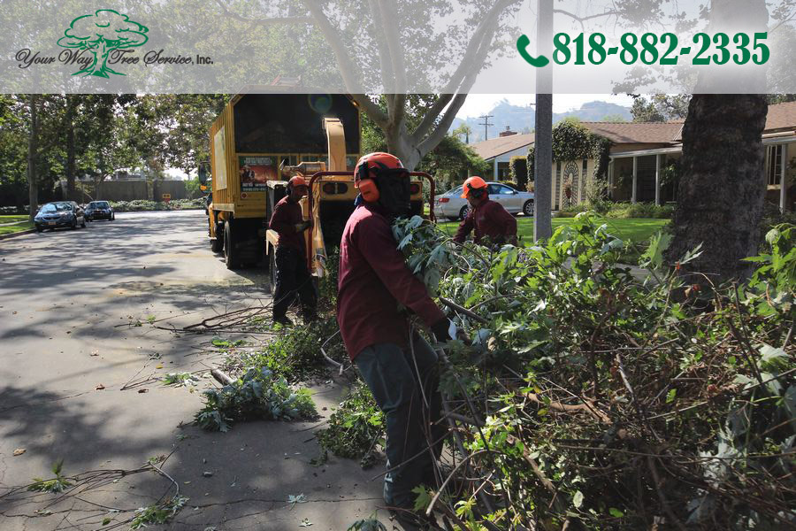 what to know about tree removal in woodland hills