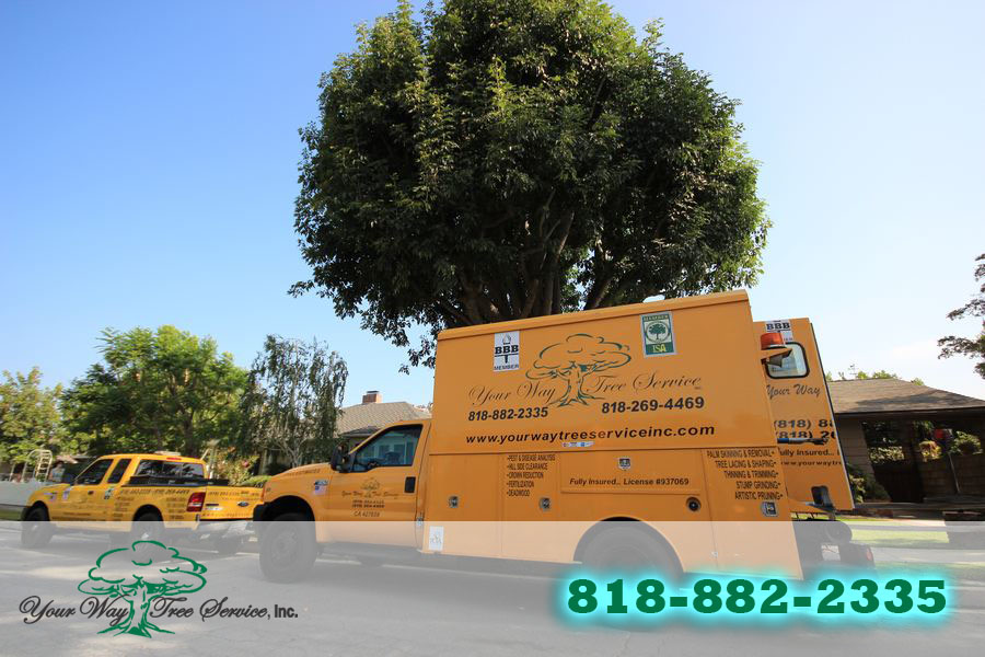 Tree Service in Brentwood