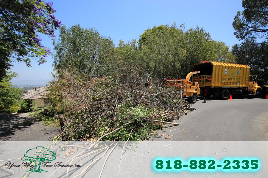 Find the Right Local Tree Service in Brentwood