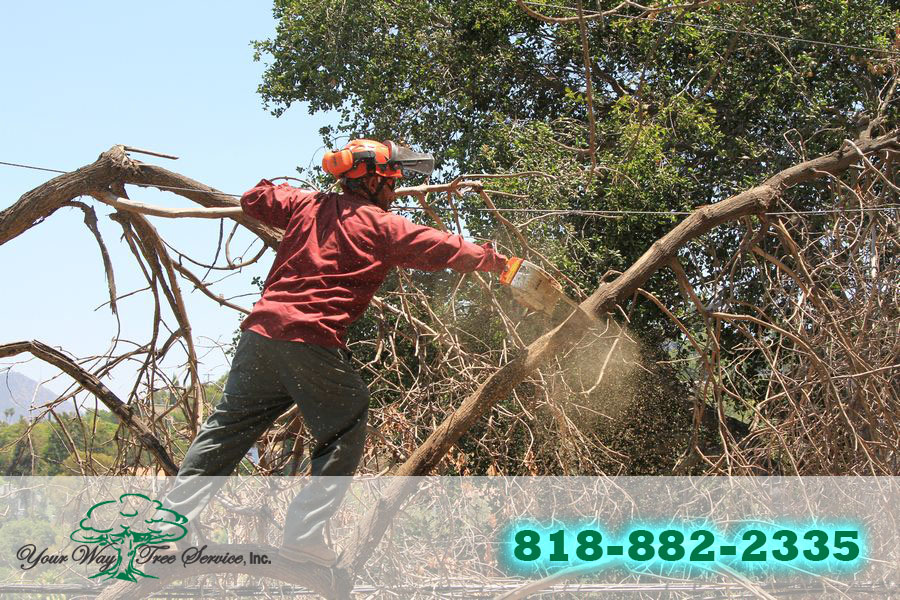 Tree Trimming in Brentwood