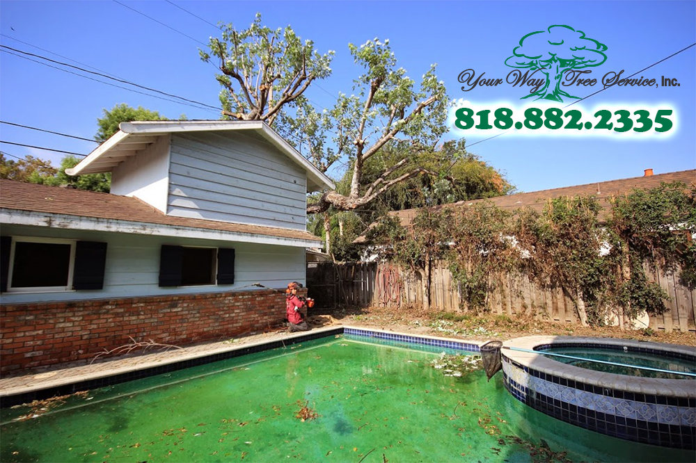 we can take care of your tree removal in thousand oaks