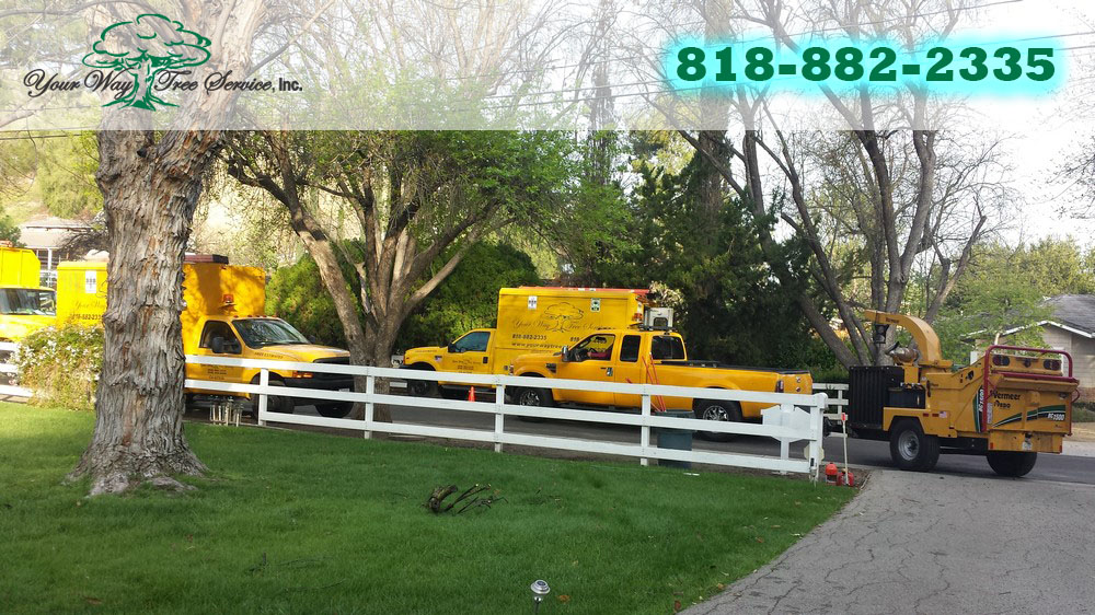 Tree Trimming in Sherman Oaks