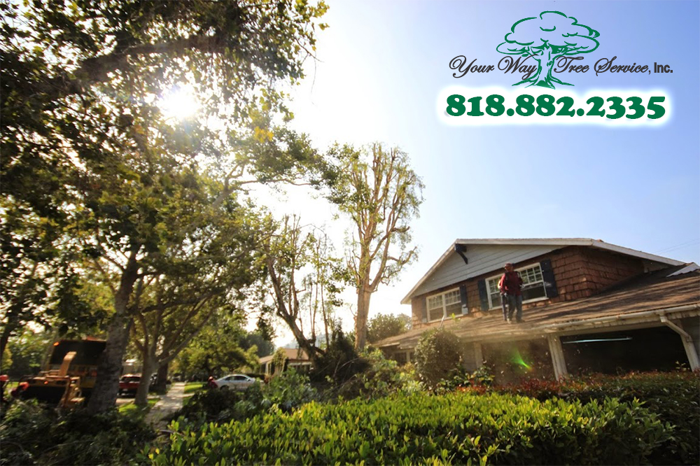 When You Have Damaged Trees, Call Us for Tree Removal in Beverly Hills