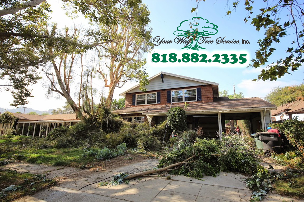 When to Call a Tree Service in Calabasas