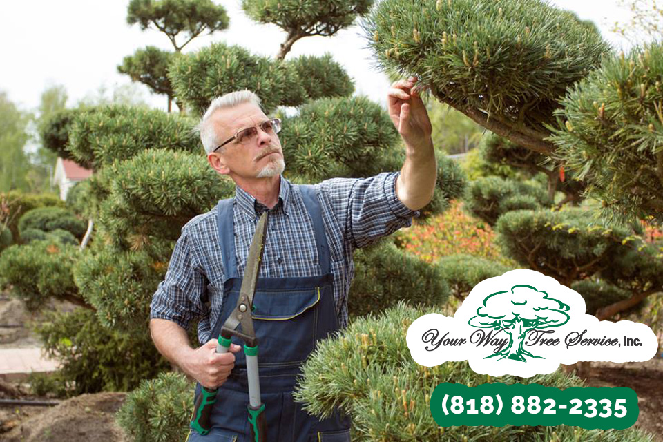 Common Tree Trimming Services in Pacific Palisades