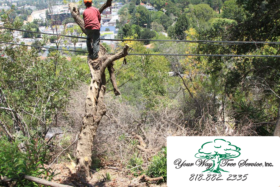 Does Your Home Need Tree Removal in Calabasas