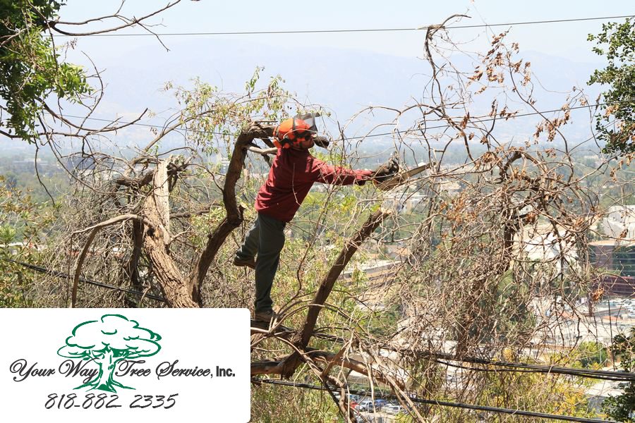 The Benefits of Tree Removal in Hidden Hills