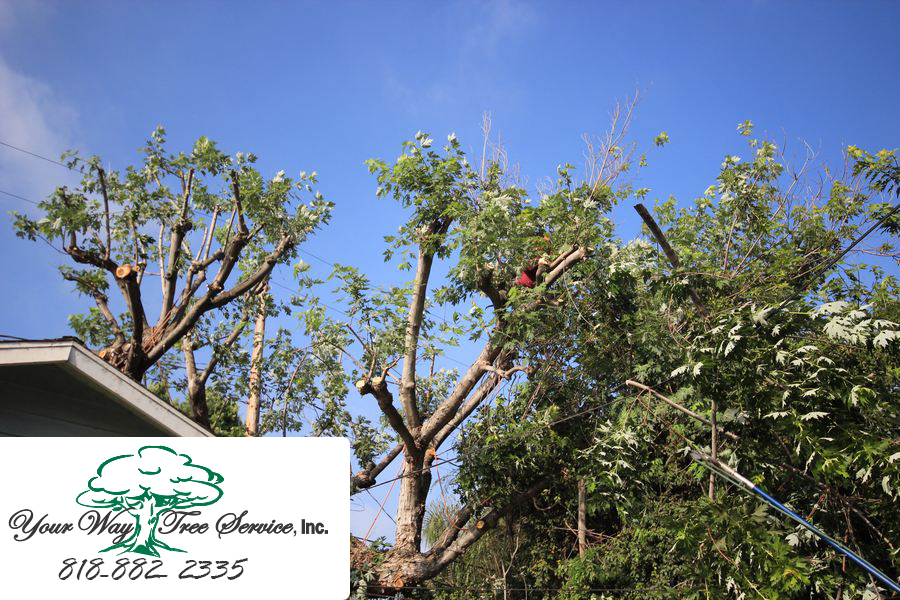 Tree Trimming in Brentwood to Protect Your Home