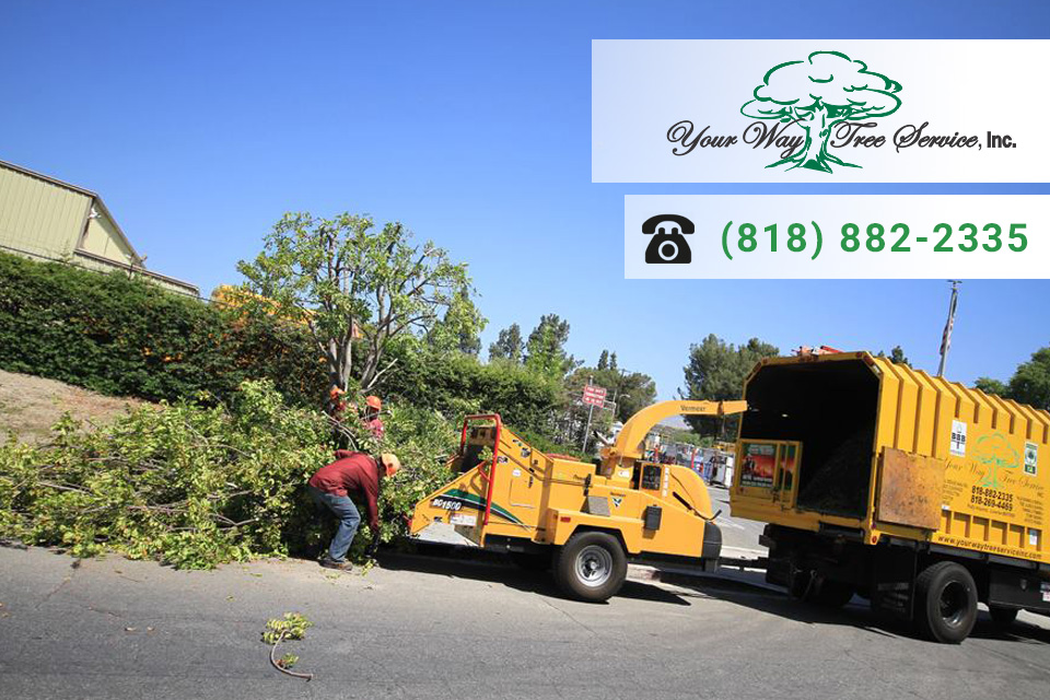 The Best Tree Service in Beverly Hills