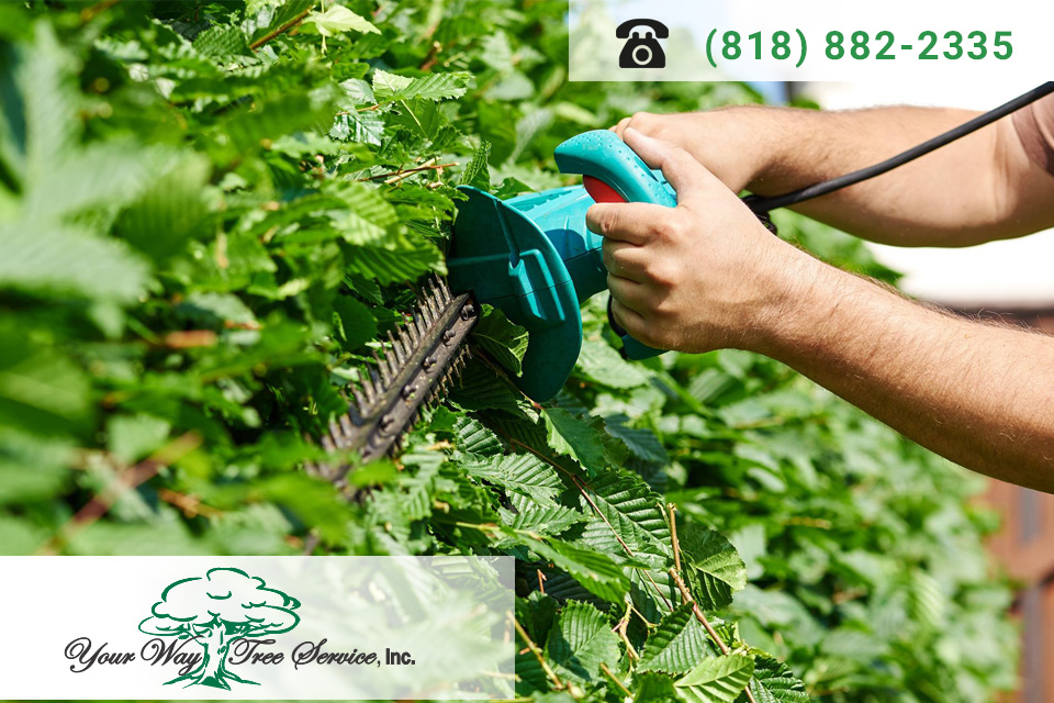 The Best Tree Trimming Service in Brentwood