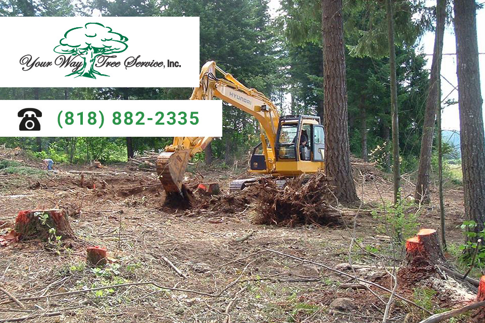 Why Trusted Professionals are a Must for Safe Tree Removal and Stump Grinding