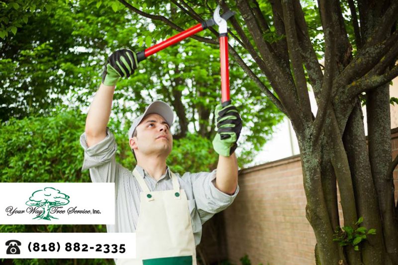 tree trimming in calabasas