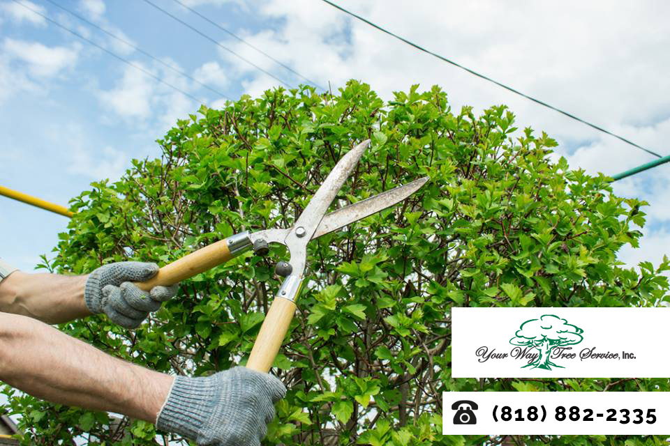 Tidy Up Your Yard with Professional Tree Trimming In Bel Air