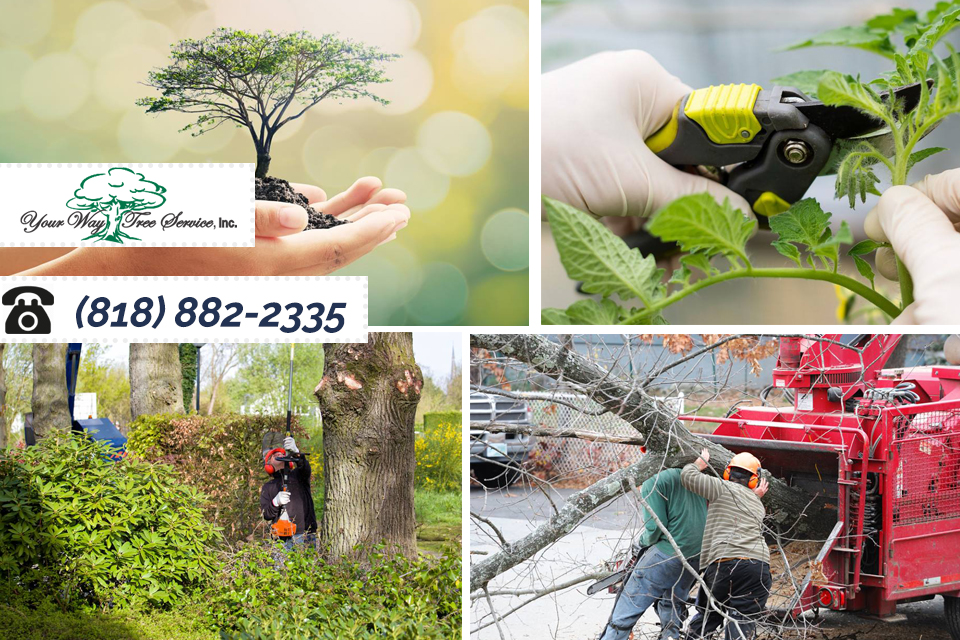 Get Tree Trimming in Northridge to Care for Your Property