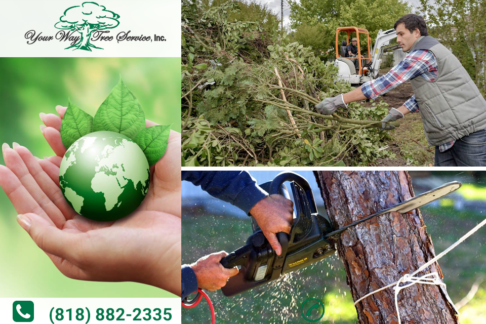 Follow These Tips for Proper Tree Removal in Encino