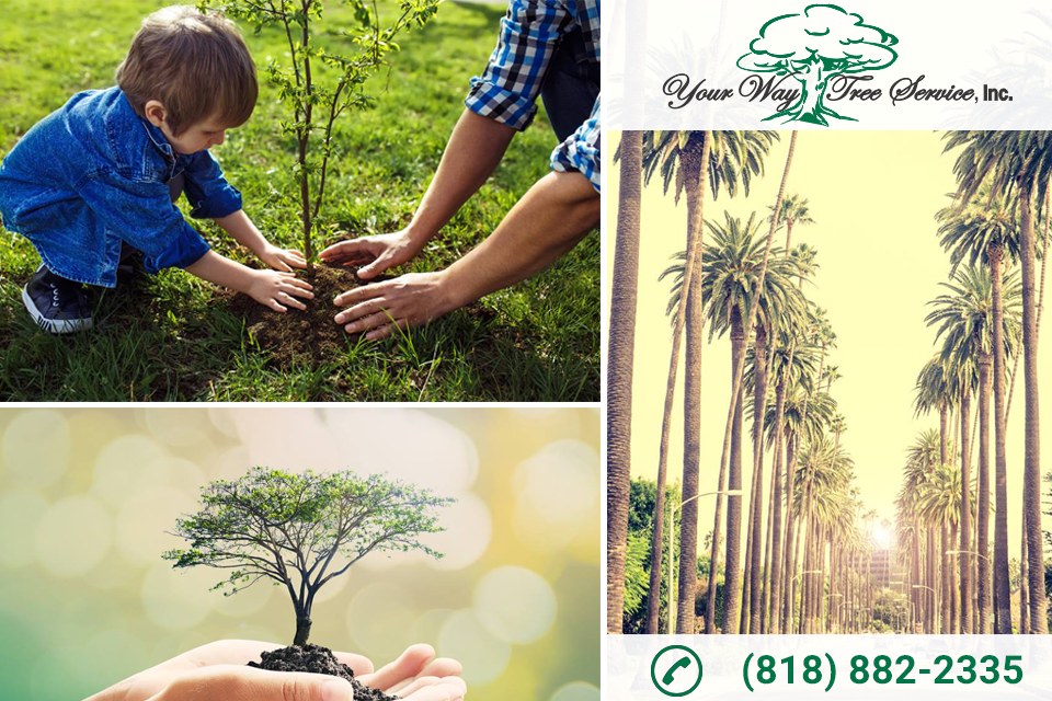 Why You Need Tree Removal Services in Beverly Hills