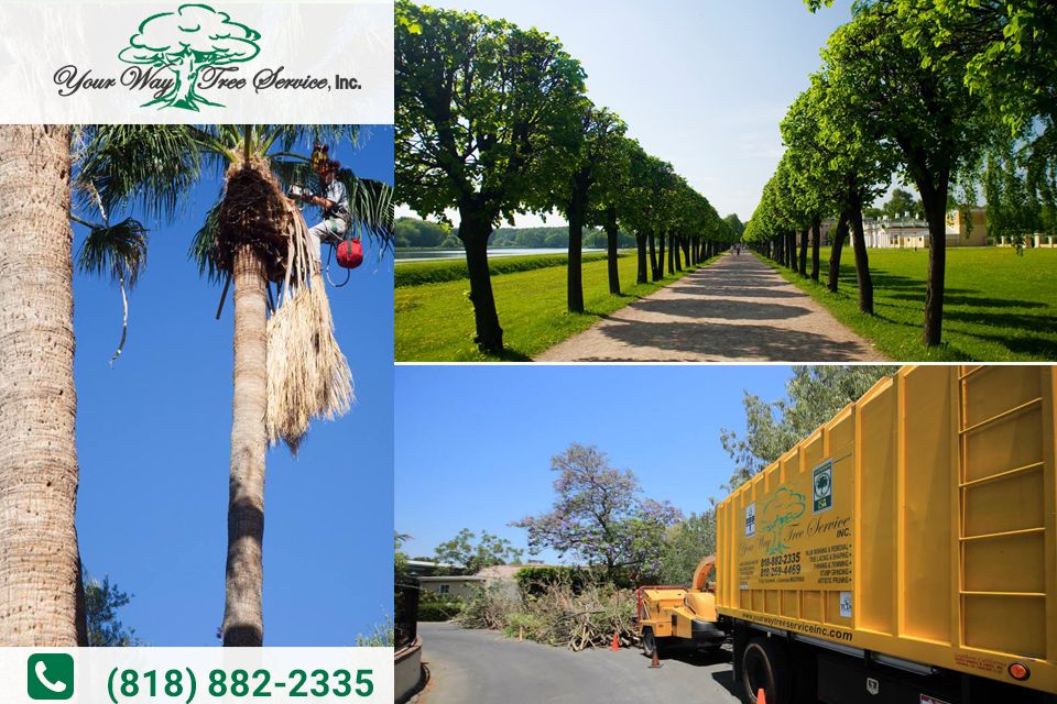 Get Tree Trimming in Agoura Hills from a Licensed Company