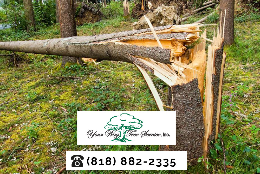 Look for a Licensed Tree Service in Beverly Hills